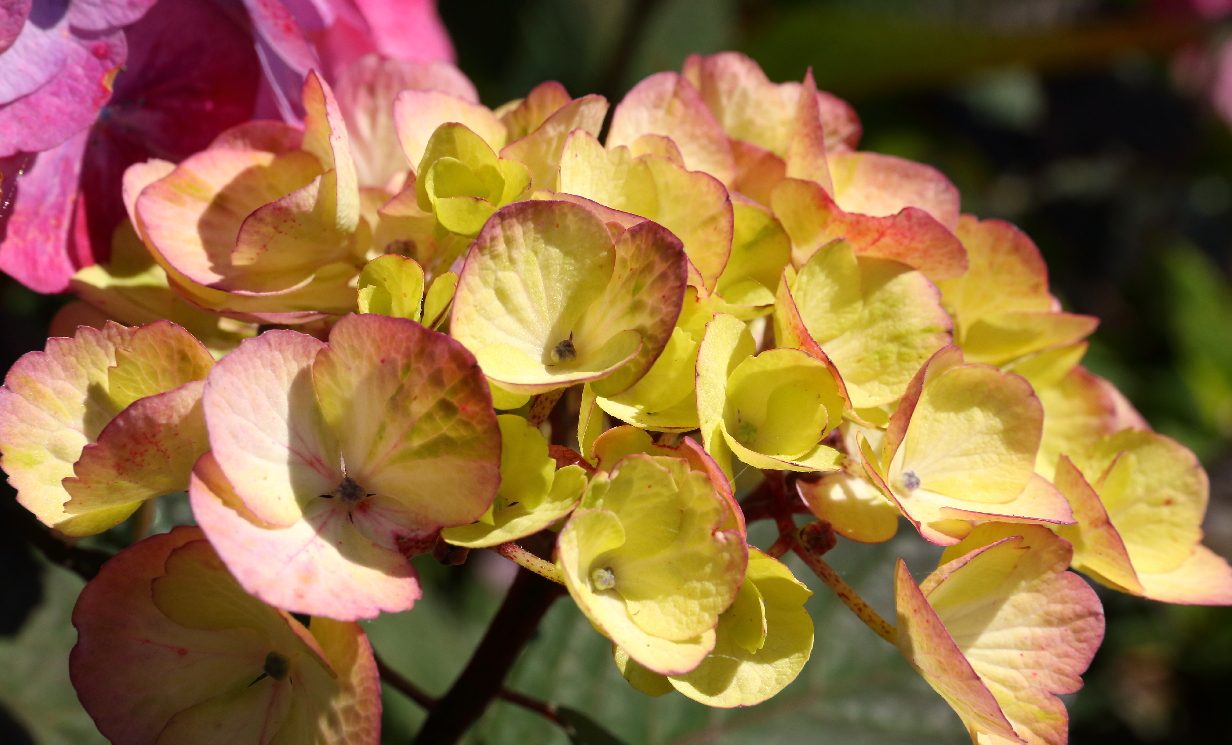 Springtime with Collage at Maple Ridge Seniors' Village